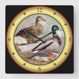Mallards ~ Wild Ducks ~ Anas platyrhynchos ~ Square Wall Clock