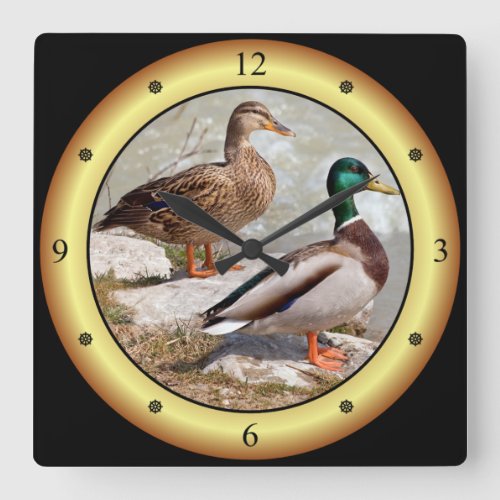 Mallards  Wild Ducks  Anas platyrhynchos   Square Wall Clock