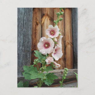 mallow postcard