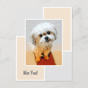 Malshi Dog Miss You Postcard