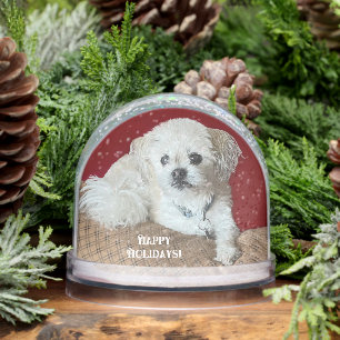 Malshi dog snow globe