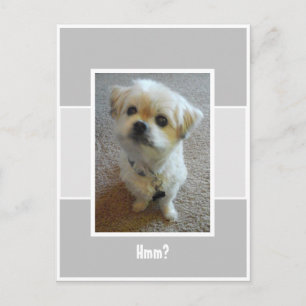 Malshi Dog Wonder Postcard