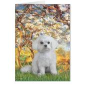 Maltese (12) - Spring (Front)