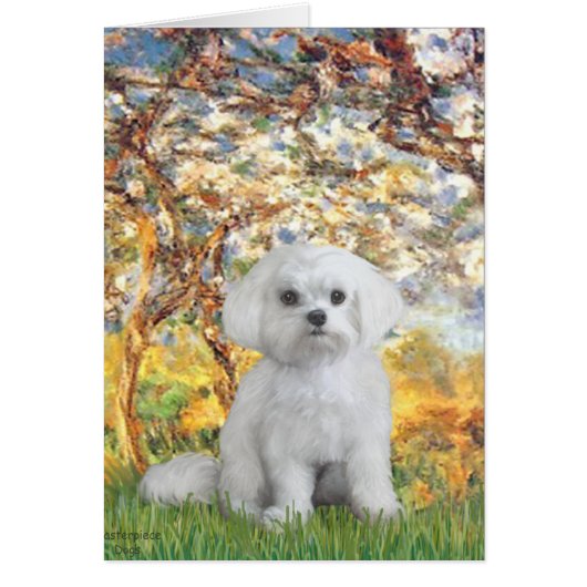 Maltese (12) - Spring Cards (Front)
