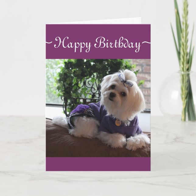 Maltese 2 card (Front)