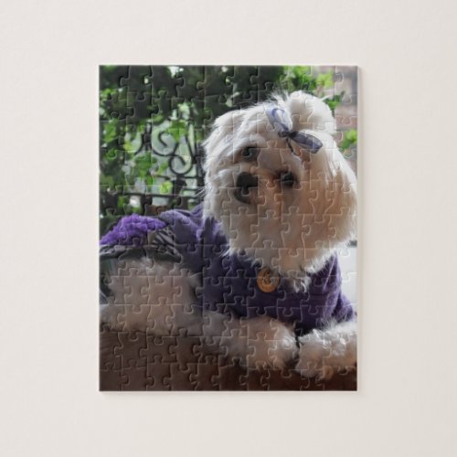 Maltese 2 Gifts Jigsaw Puzzle