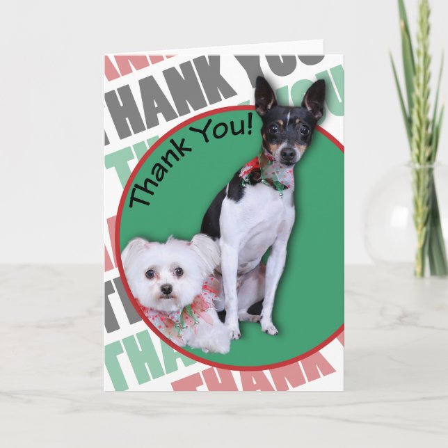 Maltese and Fox Terrier Thank You (Front)