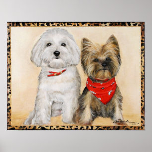 Maltese and Yorkie Pups Poster