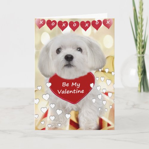 Maltese Be My Valentine Cards