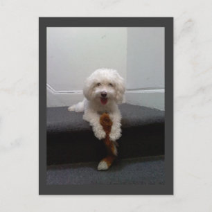 Maltese Bichon dog Postcard