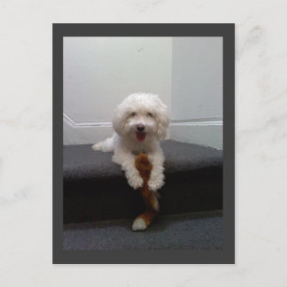 Maltese Bichon dog Postcard