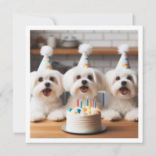 Maltese birthday celebration, Maltese dog Invitation