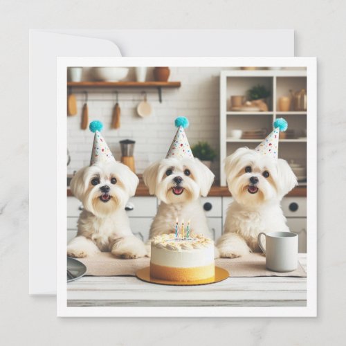 Maltese birthday celebration Maltese dog Invitation