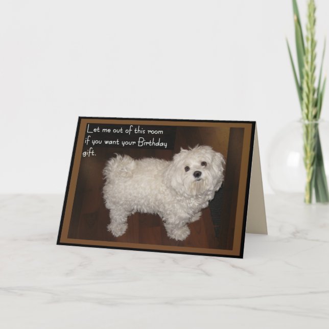 Maltese Birthday Humor Card (Front)