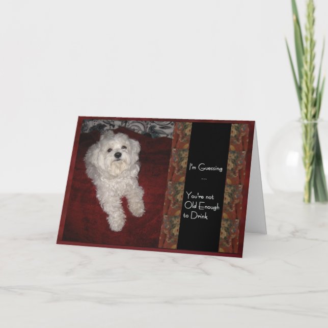 Maltese Birthday Humor Card for any Adult (Front)