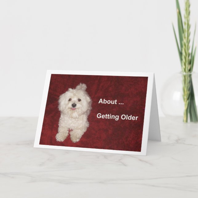 Maltese Birthday Humor Card for Over-the-Hill (Front)