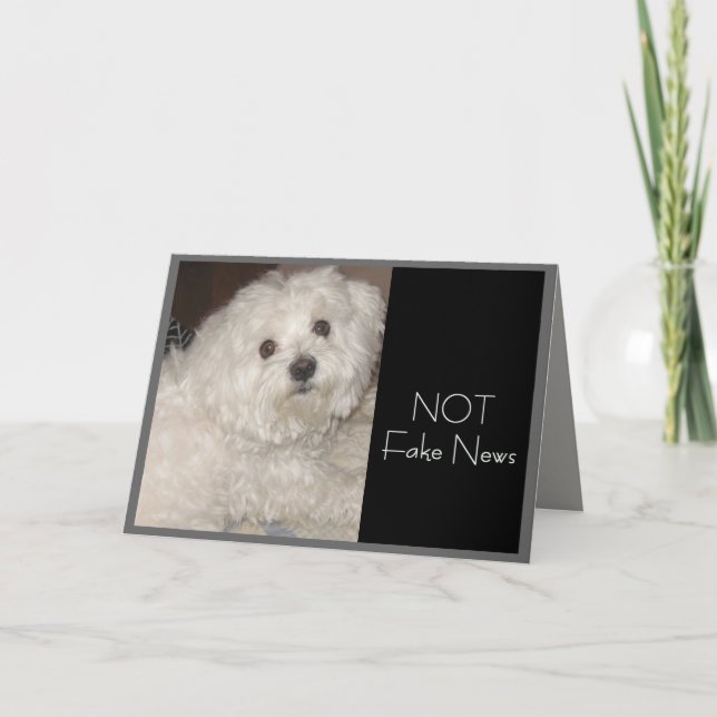 Maltese Birthday Humor for Anyone Card (Front)