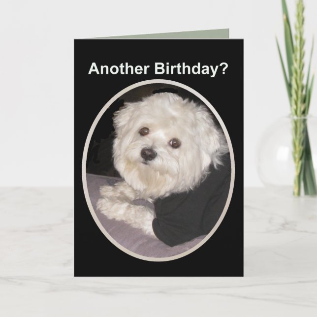 Maltese Birthday Wishes for all Pet Lovers Card (Front)