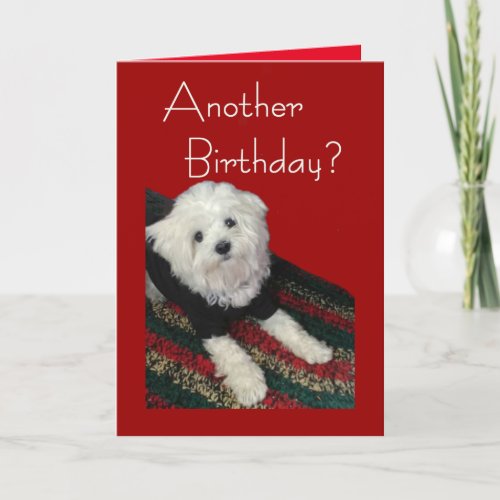 Maltese Birthday Wishes for Anyone Card