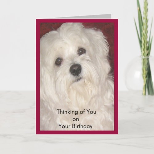 Maltese Birthday Wishes for Anyone Card