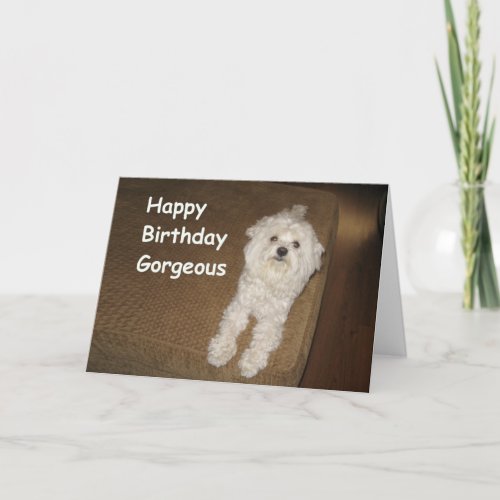 Maltese Birthday Wishes for Her Greeting Card