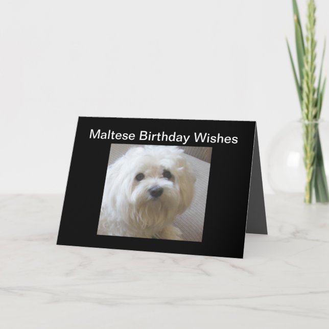 Maltese Birthday Wishes Greeting Card on Black (Front)