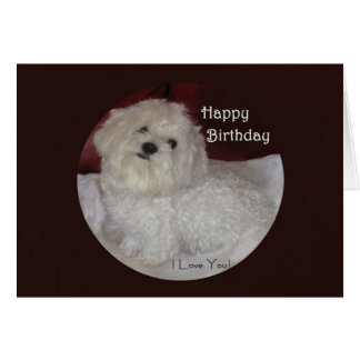 Maltese Dog Birthday Cards - Greeting &amp; Photo Cards | Zazzle