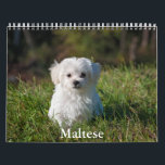 Maltese Calendar<br><div class="desc">A Calendar with 12 different pictures of Maltese</div>