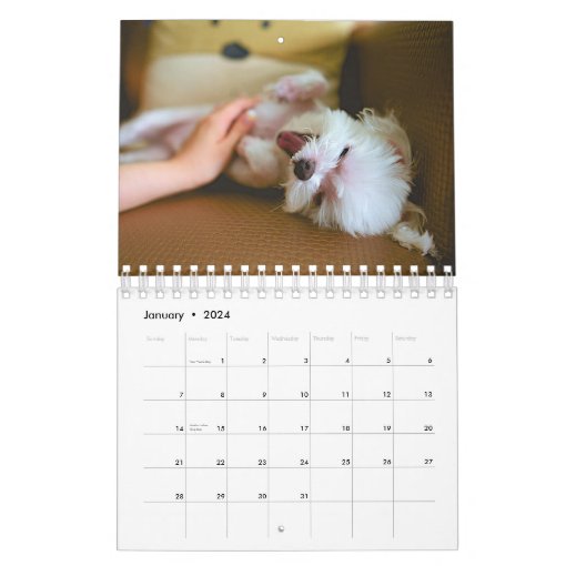Maltese Calendar Zazzle