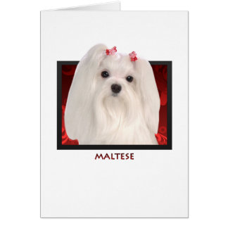 Maltese Cards