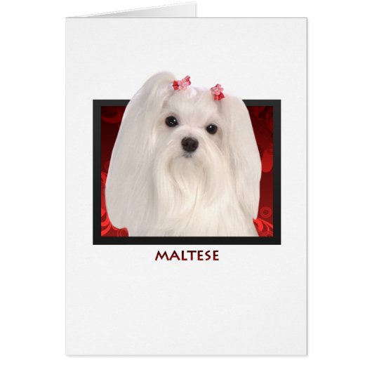 Maltese Cards (Front)