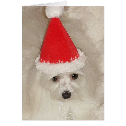 Maltese Christmas Cards (Front)