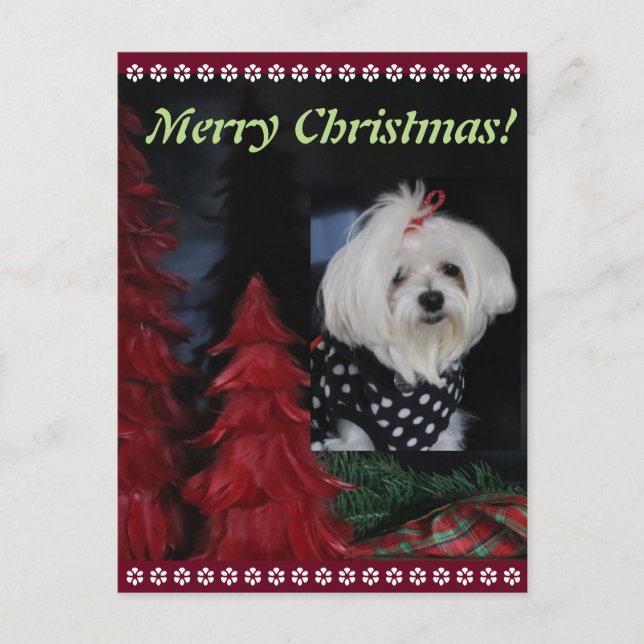 Maltese Christmas Holiday Postcard (Front)
