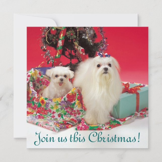 Maltese Christmas Invitations (Front)