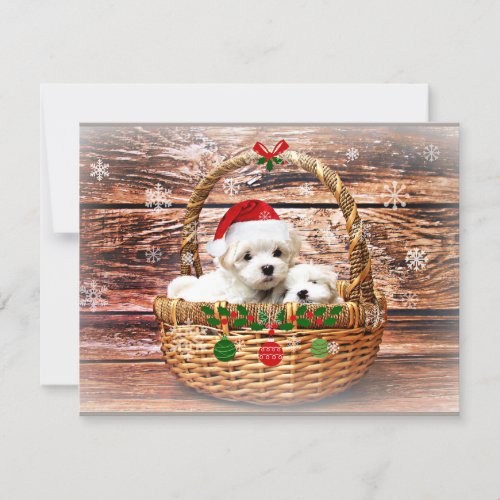 Maltese Christmas Puppies Holiday Card