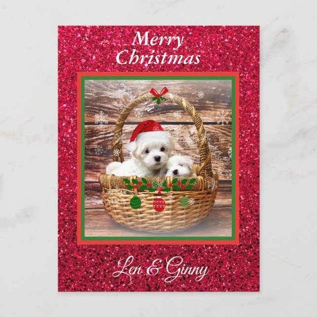 Maltese Christmas Puppies Template  Postcard (Front)