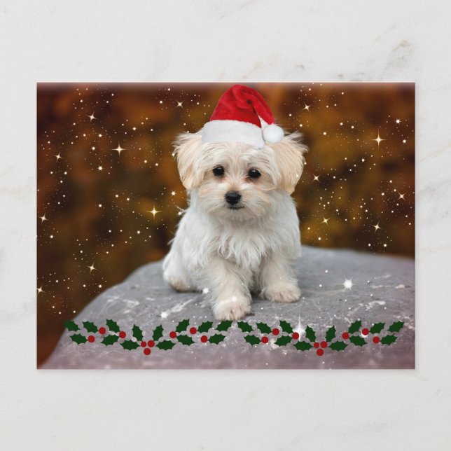 Maltese Christmas Puppy Postcard (Front)
