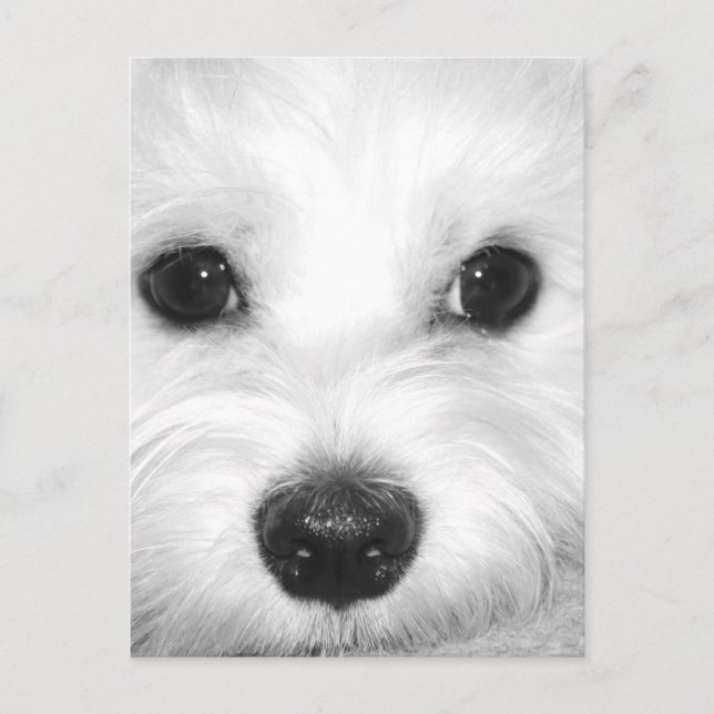 Maltese Dog Adorable Eyes and Charming Nose Postcard (Front)