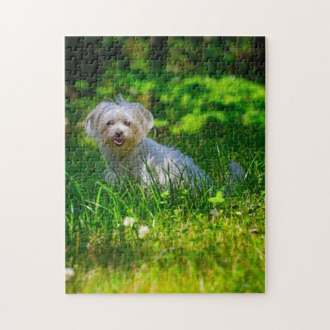 Maltese Dog Breed. Jigsaw Puzzle (Vertical)