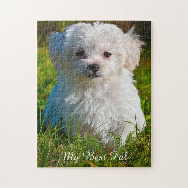 Maltese Dog Breed. Jigsaw Puzzle (Vertical)