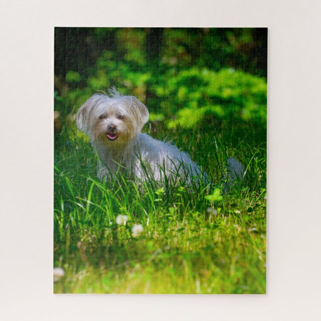 Maltese Dog Breed. Jigsaw Puzzle (Vertical)