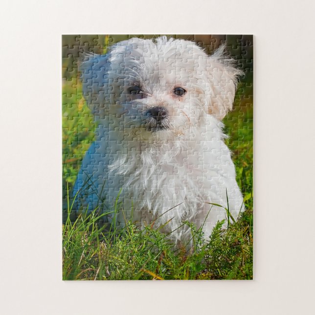 Maltese Dog Breed. Jigsaw Puzzle (Vertical)