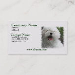 Maltese Dog Busienss Card