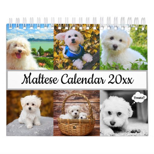 Maltese Dog Calendar