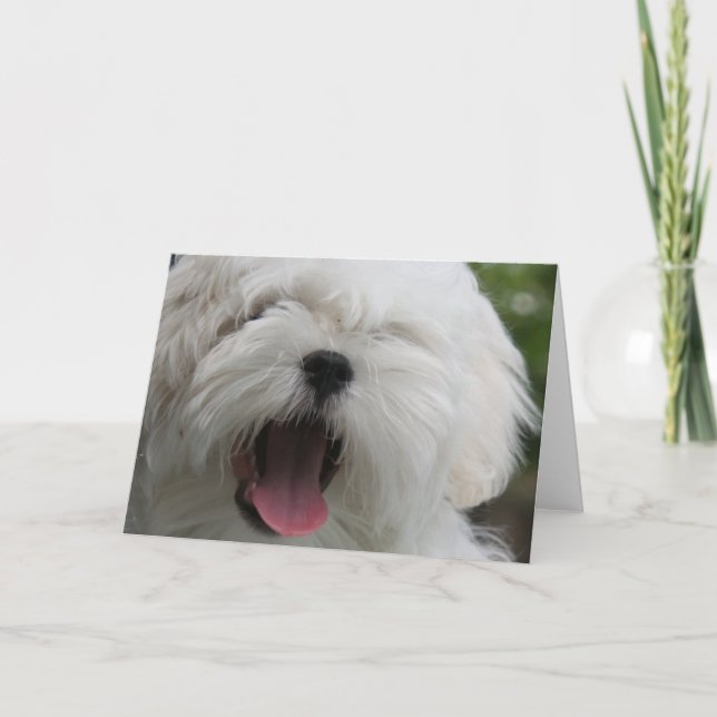 Maltese Dog Card (Front)