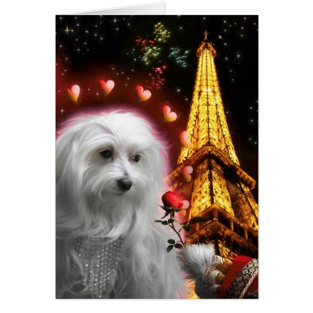Maltese Dog Eiffel Tower IN LOVE AGAIN Cards (Front)