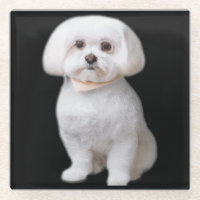Maltese Dog