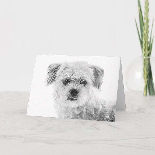 Maltese Dog Greeting Card (Front)