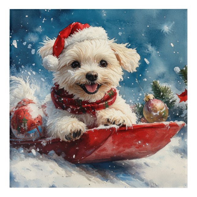Maltese Dog in Sledge Let it Snow Christmas Acrylic Print (Front)
