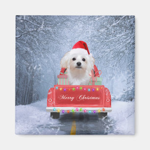 Maltese Dog in Snow sitting in Christmas Truck Magnet